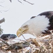 MG 8598 - Version 2  Adult &#38; Baby Beak To Beak (Matt 11X14 Print 6X9) JAH-13-417 : NoteCard_Set_Q